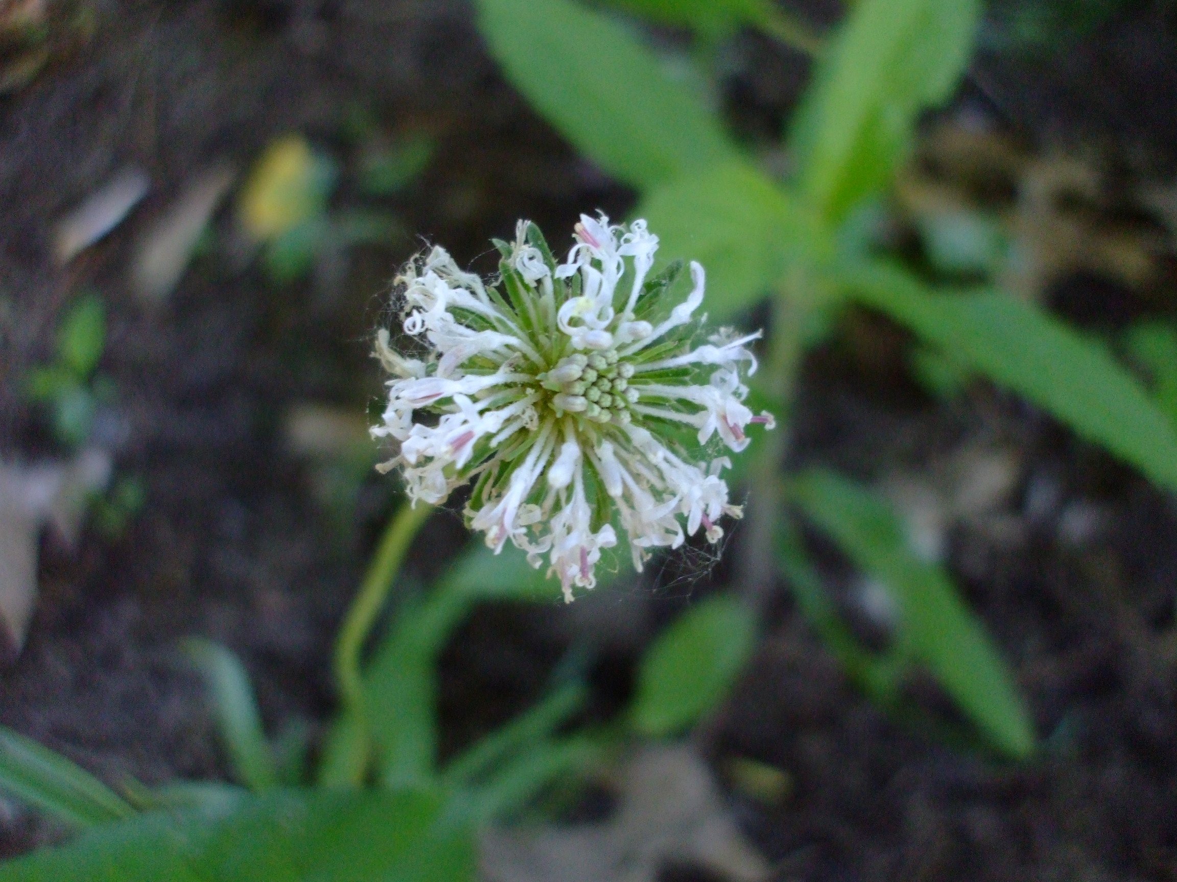 Marshallia caespitosa